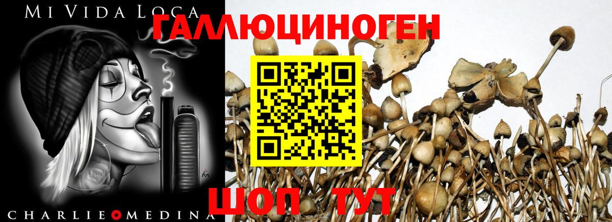 Галлюциногенные грибы Cubensis  Вход с VPN  Ульяновск 